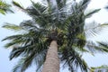 Coconut Palm trees with sky view Royalty Free Stock Photo
