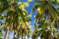 Palm trees with coconut under blue sky background