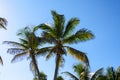 Palm trees with coconuts on a blue sky background. Roatan, Honduras.