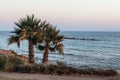 Palm trees on coean shore at sunset Royalty Free Stock Photo