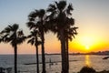 Palm trees on coean shore at sunset Royalty Free Stock Photo
