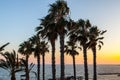 Palm trees on coean shore at sunset Royalty Free Stock Photo