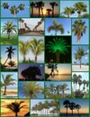 Palm Trees Collage