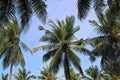 Palm trees in Colombo, Sri Lanka, view from bottom