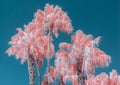 Palm Trees in Color Infrared Against Blue Sky Royalty Free Stock Photo