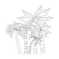 Palm trees for coloring book pages