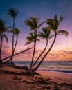 Palm trees, colourful sunset sky, Bavaro Beach, Punta Cana, Dominican Republic Royalty Free Stock Photo