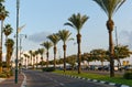 Palm Trees Column