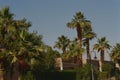 Palm trees on compound in Riyadh Saudi Arabia on 35mm Royalty Free Stock Photo