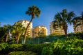 Palm trees and condo towers in Saint Petersburg, Florida.