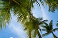 Palm trees crowns as viewed from below Royalty Free Stock Photo