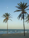 Palm trees on Cumbuco beach at evening with moon and sea in the background Royalty Free Stock Photo