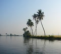 Palm Trees with Curved Trunks along Backwater Canal, Kerala, India...