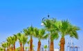 Palm trees in Cyprus Larnaca on the tropical sky background