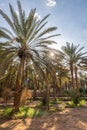 Palm trees at the Daimumah Oasis