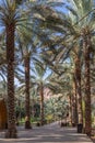 Palm trees at the Daimumah Oasis