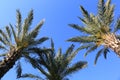 Palm Trees with Dark Blue Sky