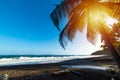 Palm trees and dark sand in Grande Anse beach at sunset Royalty Free Stock Photo