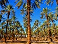 Palm Trees on a Date Farm
