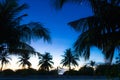 Palm trees at dawn Bodufinolhu island Maldives Royalty Free Stock Photo