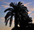 Palm trees at dawn, phoenix canariensis Royalty Free Stock Photo