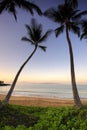 Palm trees at dawn on Ulua Beach, Maui, Hawaii Royalty Free Stock Photo