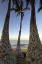 Palm trees at dawn on Ulua Beach, Maui, Hawaii Royalty Free Stock Photo