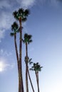 Palm trees decorated with christmas lights against a blue sky. Royalty Free Stock Photo