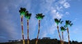 Palm trees decorated with christmas lights against a blue sky. Royalty Free Stock Photo
