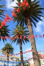 Palm trees and decoration for traditional party