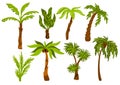 Palm trees. Decorative tropical trees with different shapes leaves, botanical exotic plants, jungle coconuts, miami