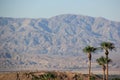 Palm Trees with Desert Mountain Royalty Free Stock Photo