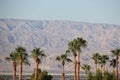 Palm Trees and Desert Mountain Royalty Free Stock Photo