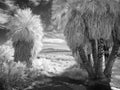 Palm Trees at a desert spring, infrared image