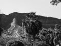 Palm trees and Diamond Head Crater