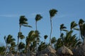 Wind blown Palm trees against a blue sky Royalty Free Stock Photo