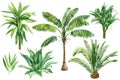 Palm trees, Dracaena, aloe, tropical plants set on isolated white background, Botanical Watercolor illustration Royalty Free Stock Photo