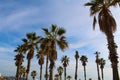 Palm Trees at Durres Beach, Albania