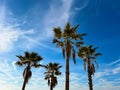 Palm Trees at Durres Beach, Albania