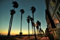 Palm Trees at Dusk in Ocean Front Walk - Venice Beach, Los Angeles, California Royalty Free Stock Photo