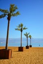 Palm trees on the Ein Bokek resort beach near the Dead Sea