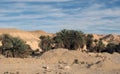 Palm Trees on Elim, Egypt