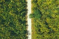 Palm trees with empty straight road aerial view from drone point of view. Royalty Free Stock Photo