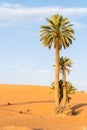 Palm trees in Erg Chebbi, Sahara Desert in Merzouga, Morocco, Africa