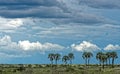 Palm trees in Etosha