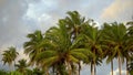 Palm trees in the evening. Close-up