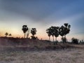 Palm trees evening show landscape nature scenery .