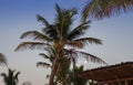 Palm trees on evening sky background with moon. Tropical landscape. Sunset in tropical resort. Royalty Free Stock Photo