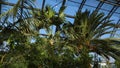 Palm trees and exotic plants on background of greenhouse windows. Exotic green plants and trees survive in greenhouses