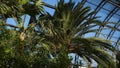 Palm trees and exotic plants on background of greenhouse windows. Exotic green plants and trees survive in greenhouses